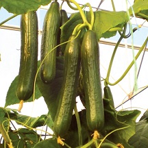 Cucumber