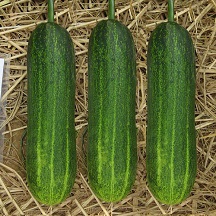 Cucumber