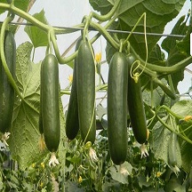 Cucumber