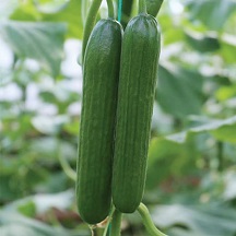 Cucumber