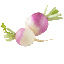 Turnip
